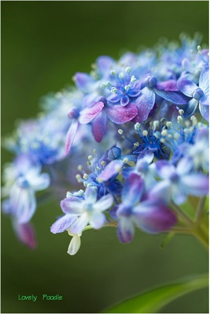 みんなの「紫陽花&雨の季節らしいすてきな一枚」をご紹介!_f0357923_14565168.jpg
