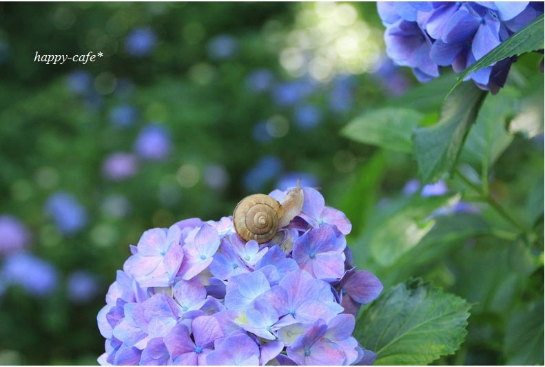 みんなの「紫陽花&雨の季節らしいすてきな一枚」をご紹介!_f0357923_18313110.jpg