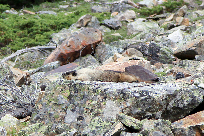 岡田様ご夫妻　Lake O\'hara アルパイン・サーキット_d0112928_1243470.jpg