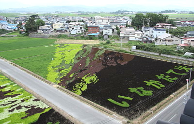 2015年　田舎館村・田んぼアート　「風と共に去りぬ」_d0038630_21411092.jpg