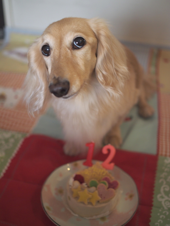 １５年７月１６日　さくら１２歳のお誕生日♪_c0117831_14271398.jpg