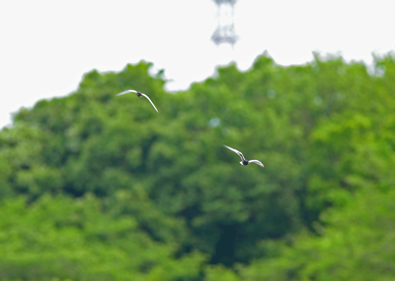 d0290240_06230600.gif