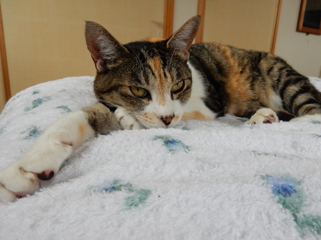 ’15、7,16(木)今日は愛ちゃんの月命日です!_f0060461_138191.jpg