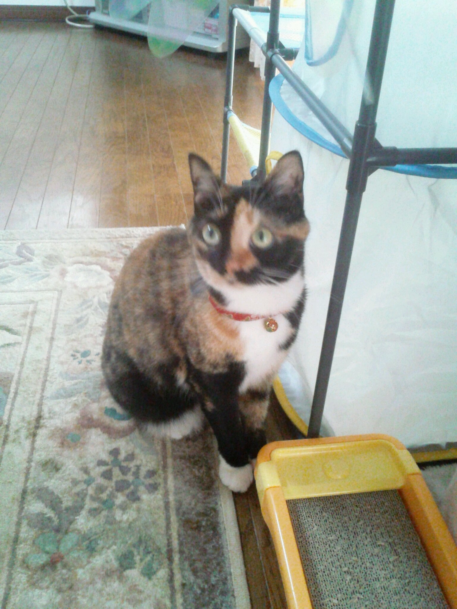c0346781_20133176.jpg