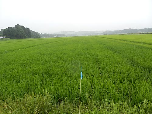 ７月１６日の田んぼ（目黒角田絆交流田）_d0247484_1358332.jpg