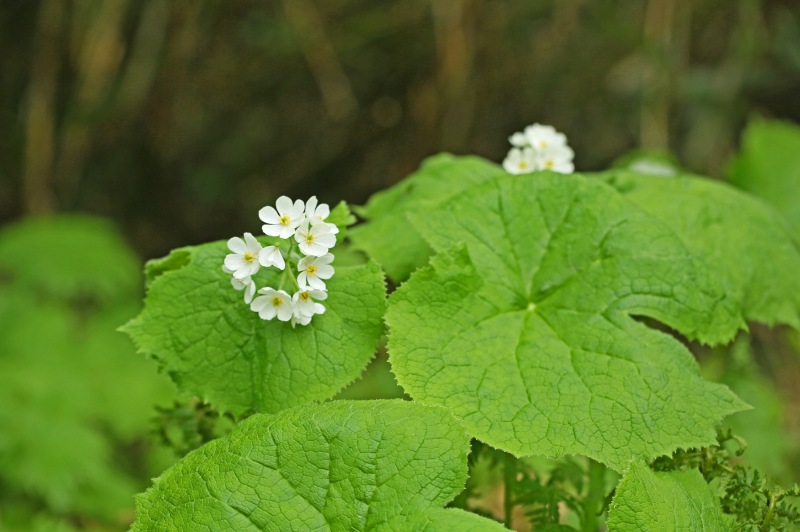 f0000789_16473620.jpg