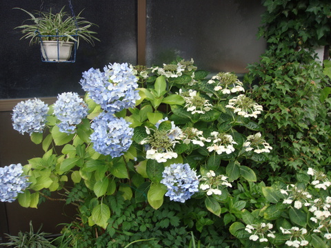 ーー台風、11号!に、気をつけてね~!ーーハハハーー。_d0060693_1725040.jpg