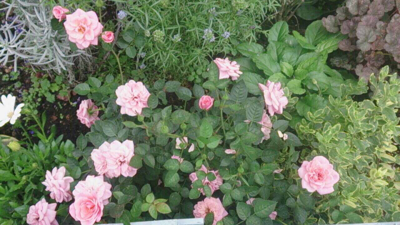 お花良くなってますか?_a0292194_1775678.jpg