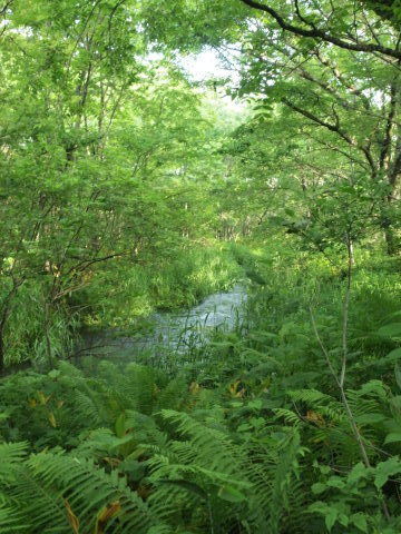 イギリスに行った気分でヘイゼルグラウスマナーへ･･････北海道７_b0331802_22394690.jpg