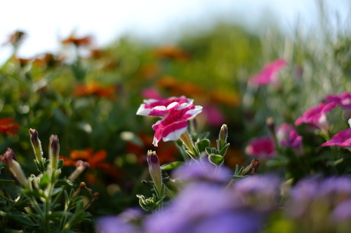 X-T10とXF35mmF1.4 Rで花撮影２_e0349124_1625855.jpg