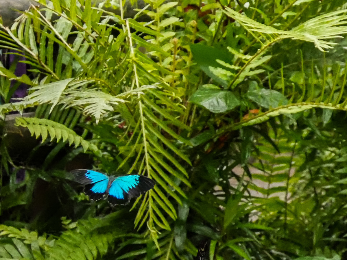 幸せの青い蝶 : この道は風なり