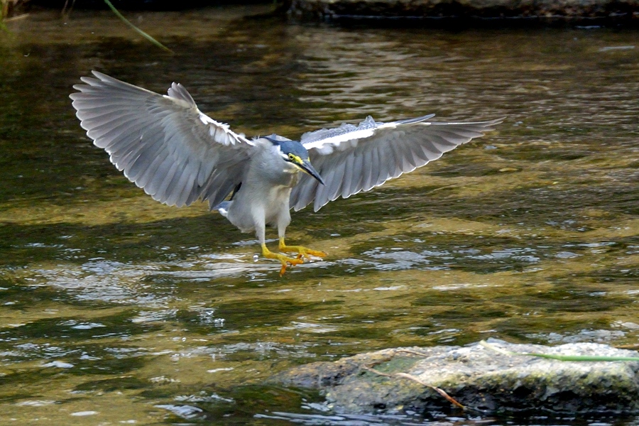 ササゴイとオイカワ-２/２_d0148541_22165597.jpg
