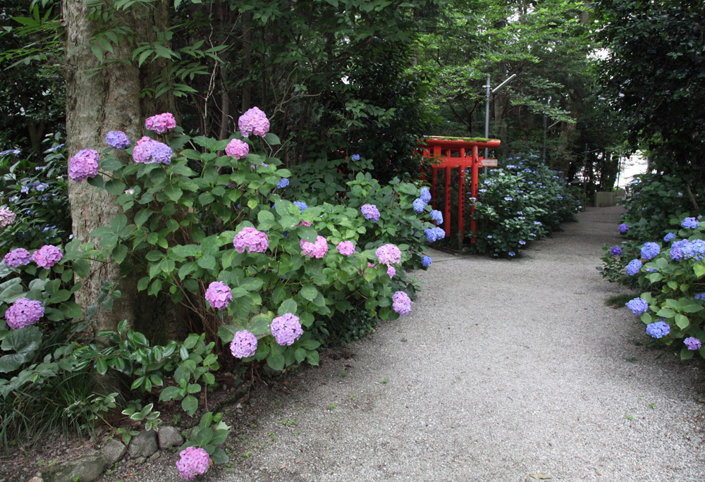 御所市　鴨都波神社（かもつばじんじゃ）　紫陽花_c0108146_2105447.jpg