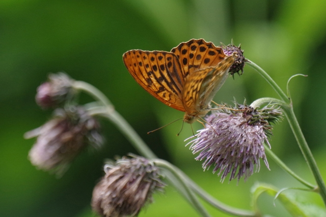 キタアカシジミを探しに（2015北海道の蝶）_b0144049_13273945.jpg