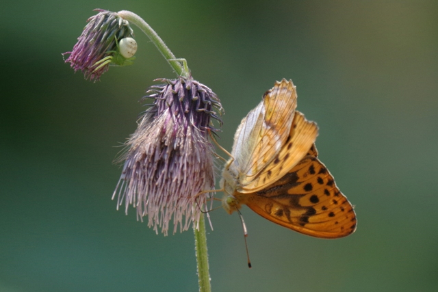 キタアカシジミを探しに（2015北海道の蝶）_b0144049_13324854.jpg