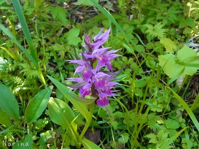 ニセカウシュッペ山 16/07/\'15_e0326953_1543164.jpg