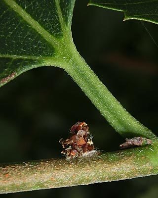 e0035757_00365946.jpg
