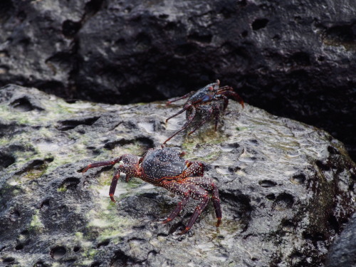 怪獣！？がやって来る、白い砂浜が魅力のTortuga Bay（Chicle）_c0351060_13451840.jpg