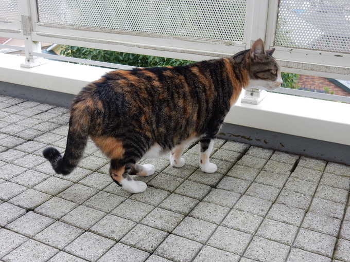 ’15,7,17(金)ベランダパトロール頑張ってます!_f0060461_1332138.jpg