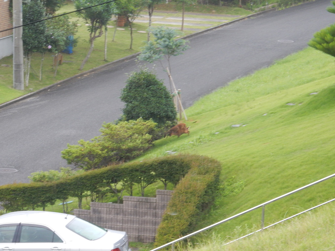 ’15,7,17(金)ベランダパトロール頑張ってます!_f0060461_13363346.jpg