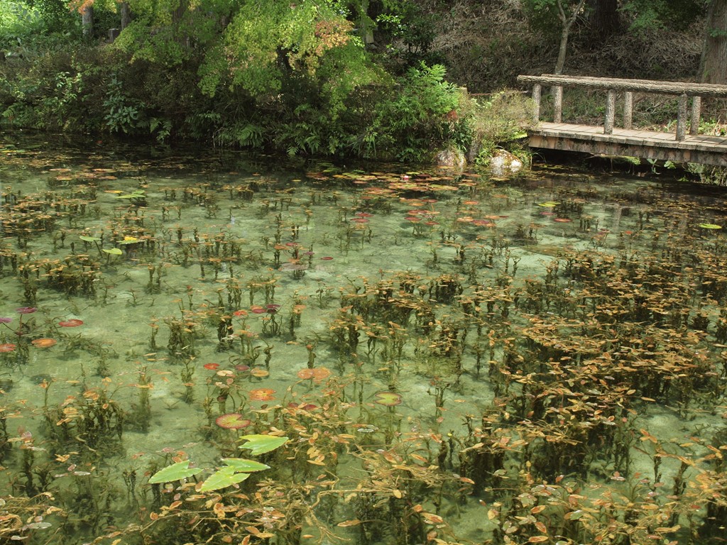 根道神社と神秘的な根道清水池の風景 自然風の自然風だより
