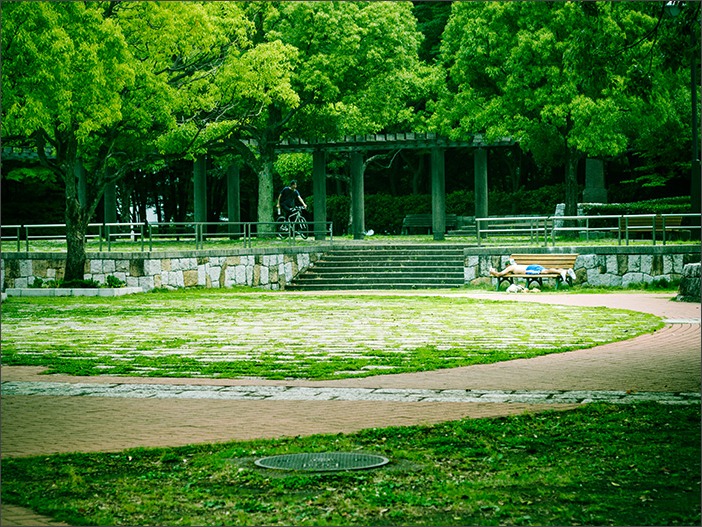 公園の小さなポピー畑_a0161380_9591084.jpg