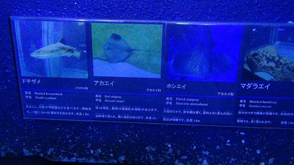 上越水族館のジャンボ水槽ー動画！_e0065084_20291655.jpg