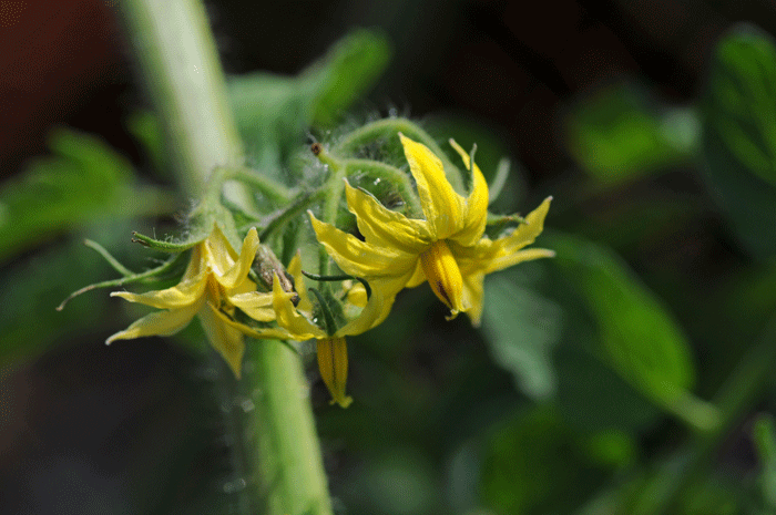 野菜の花　＜とまと・茄子・胡瓜＞_e0248688_16282493.gif