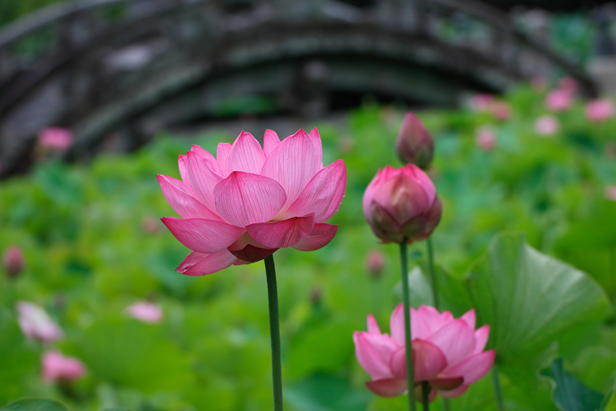 15.07.04：曇天の伊賀八幡宮でハス撮り半蔵２_c0007190_18492979.jpg