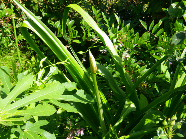 地植えにしたクリナム インドハマユウ に蕾が 今日の空 窓の向こうに
