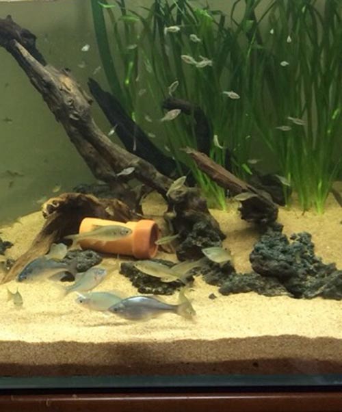 ピラニア ビーボックスアクアリウム 熱帯魚情報
