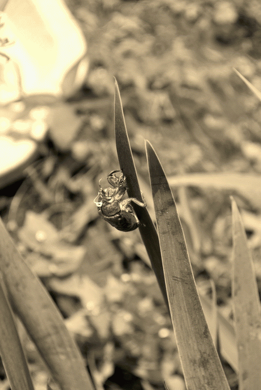 e0025300_1649237.gif