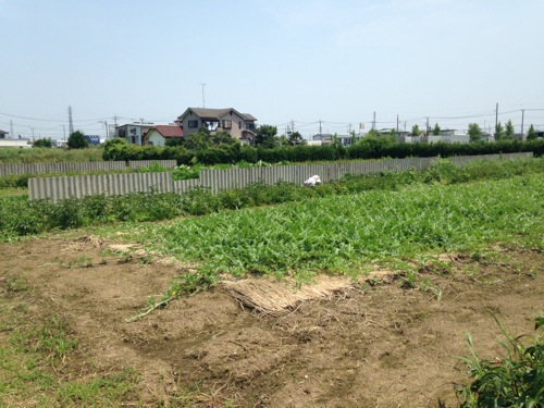 草に覆われる芍薬畑_f0162400_6264695.jpg