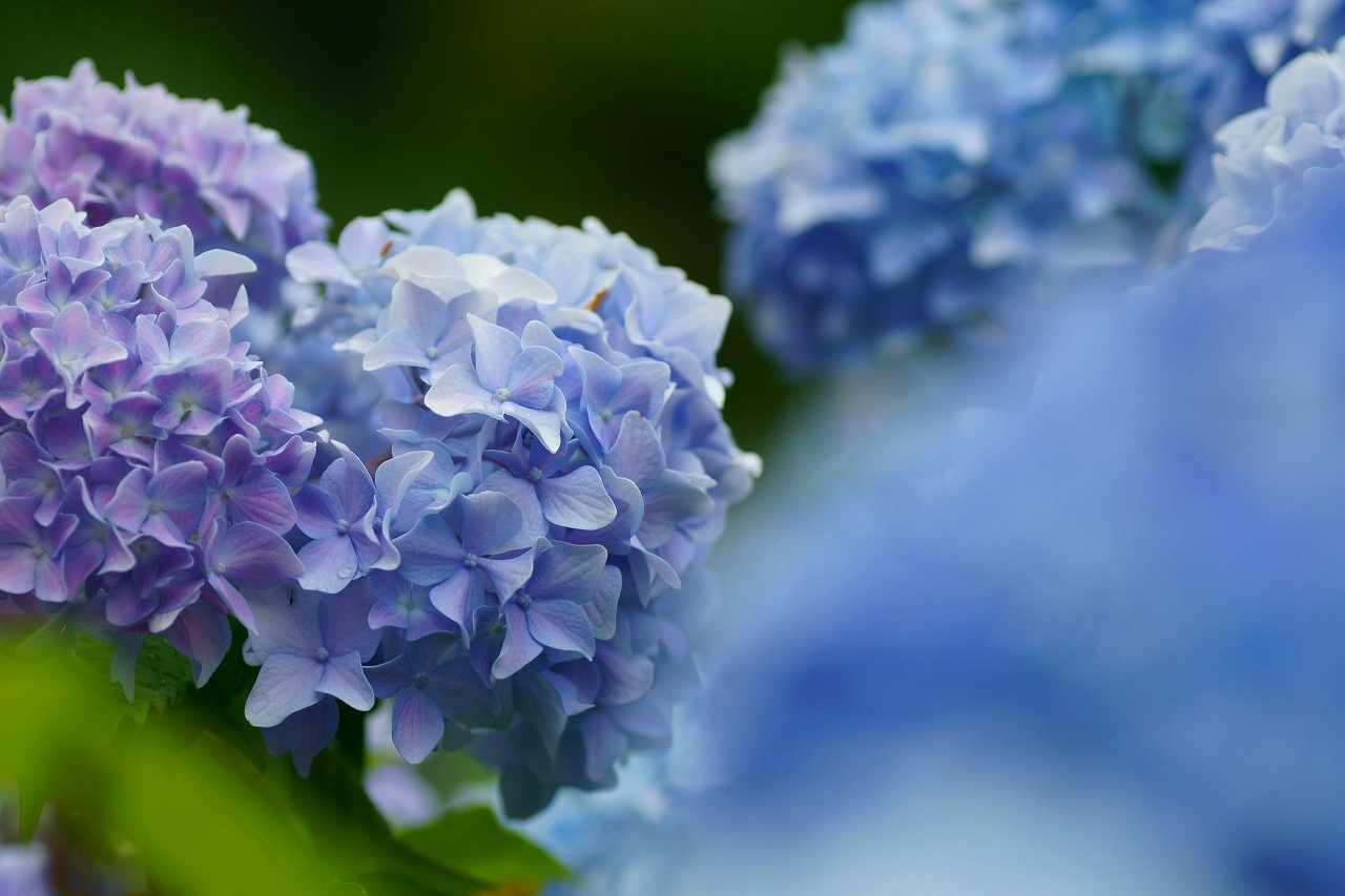 中島公園の紫陽花見頃～前編_b0225108_16400128.jpg