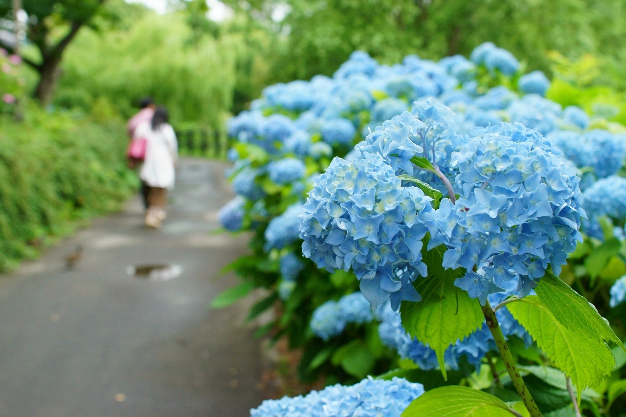 中島公園の紫陽花見頃～前編_b0225108_16400199.jpg