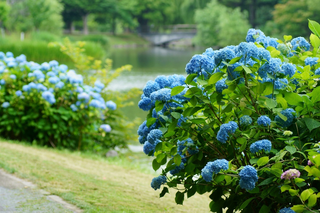 中島公園の紫陽花見頃～前編_b0225108_16400217.jpg