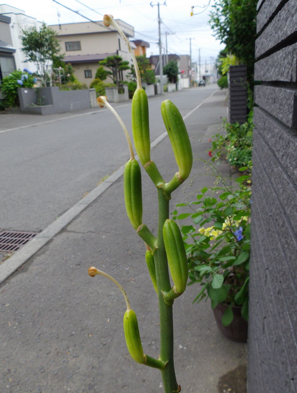 庭を明るくする月間_c0025115_22193151.jpg