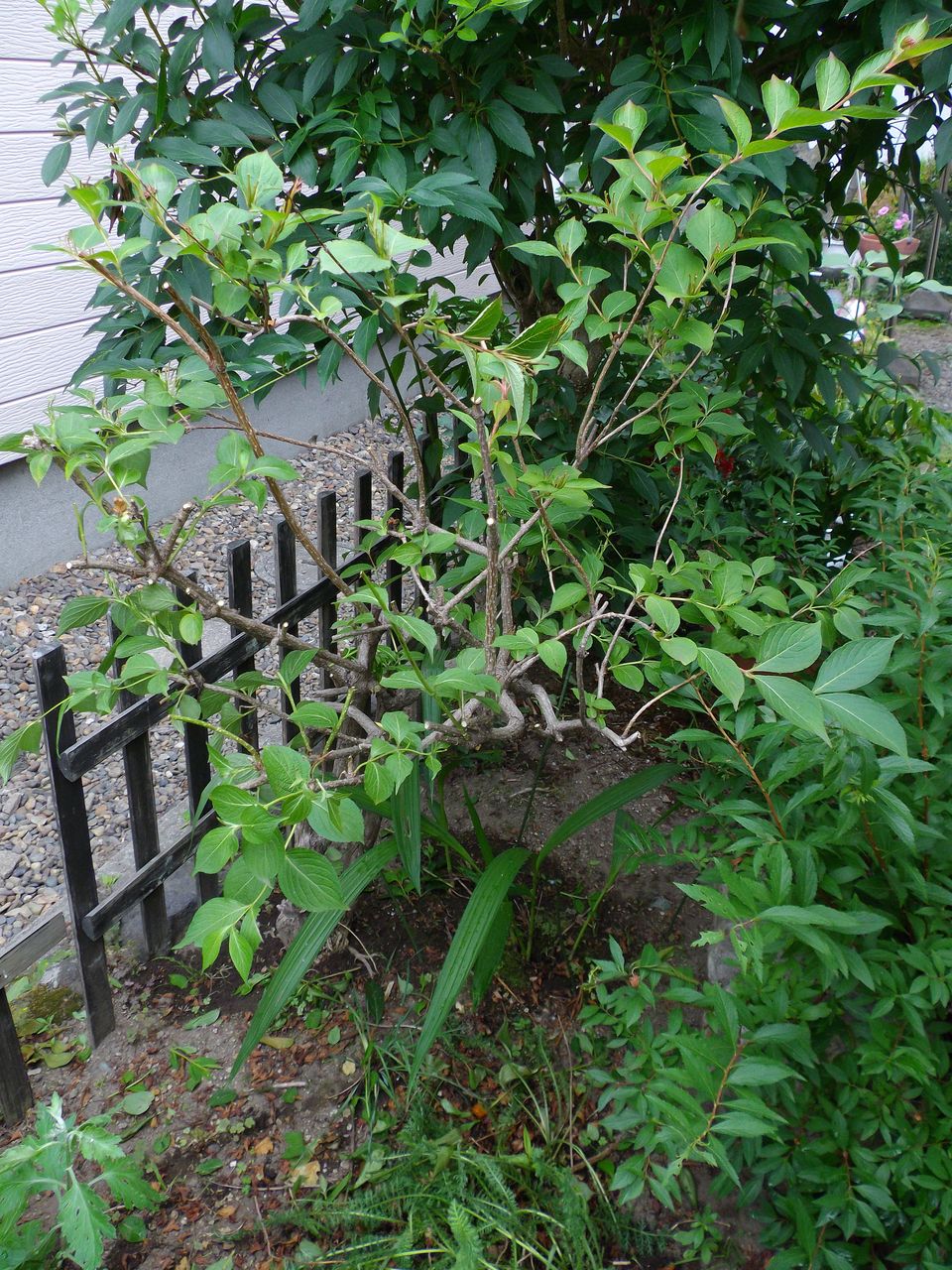庭を明るくする月間_c0025115_22275794.jpg