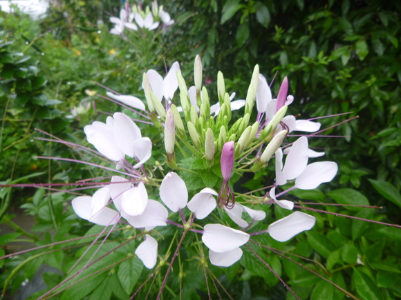 クレオメの花言葉 風の便り