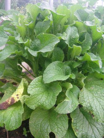 ボリジ・ホワイト　Borago officinalis f. alba_e0255117_14194547.jpg