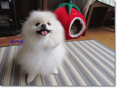 b0167519_22434654.gif