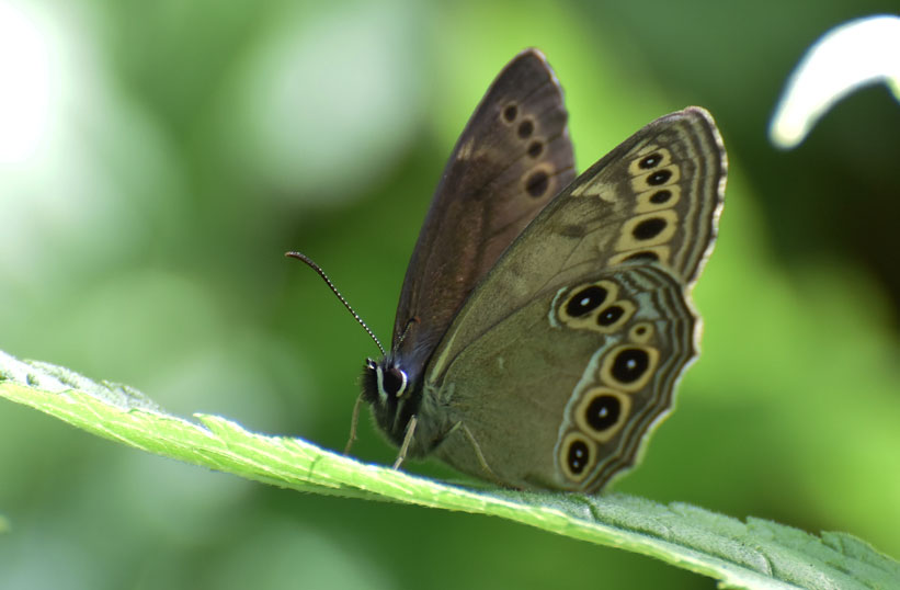 中信高原のチョウたち　in2015.07.11②_a0126632_12531251.jpg