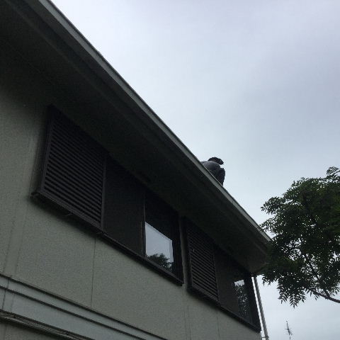 高所命綱付きの雨樋清掃_f0031037_20222629.jpg