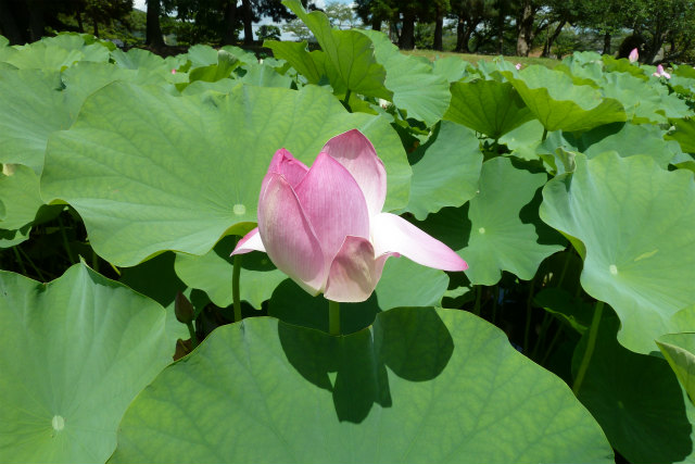 まつだ牧場＆高松城址公園_d0127538_22141984.jpg