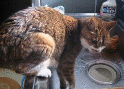 e0255638_16281253.gif