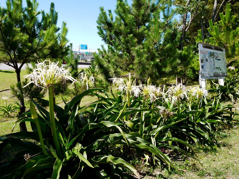 　　浜木綿（はまゆう）咲く水圏公園　　９年前の記事です　　２０２４-０９-０５　００：００　_b0093754_14595587.jpg
