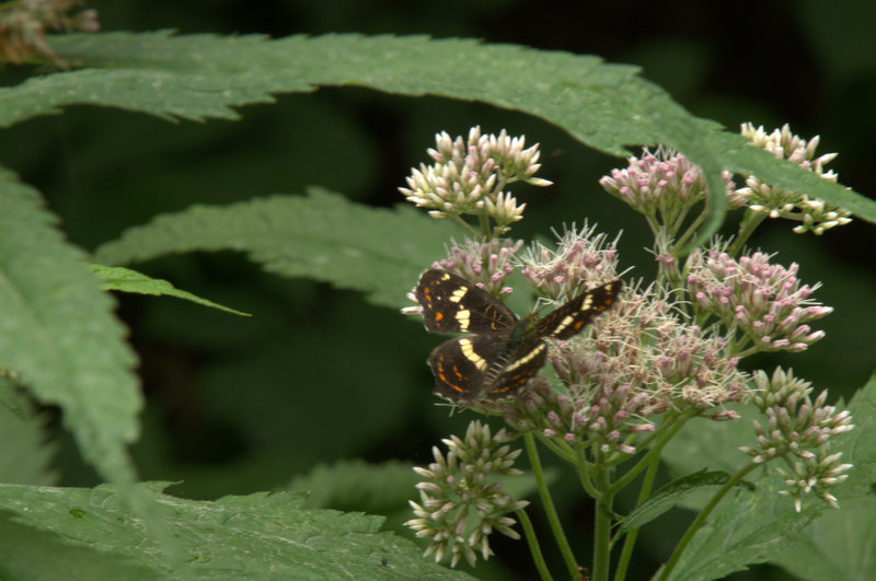 サカハチチョウ夏型_d0098057_12515612.jpg