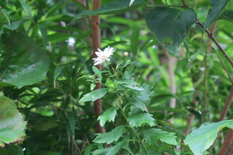 このところ野山の花ばかりです、、、_e0292172_14242824.jpg