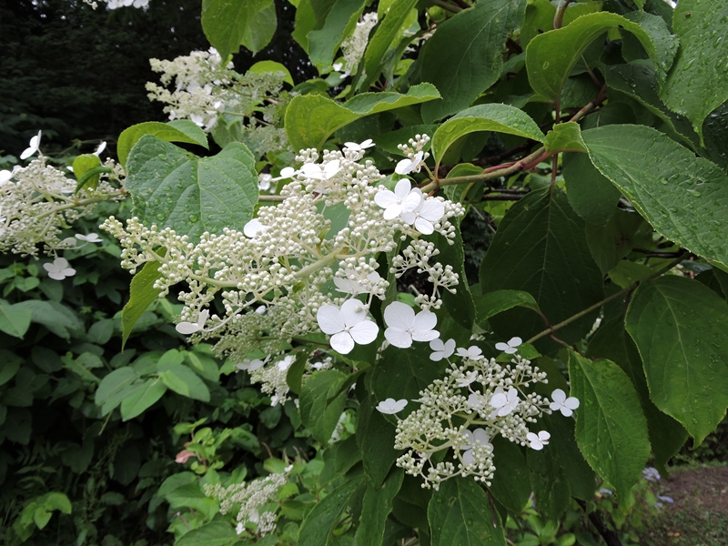 今日の八剣山と塩屋_e0351973_16122616.jpg