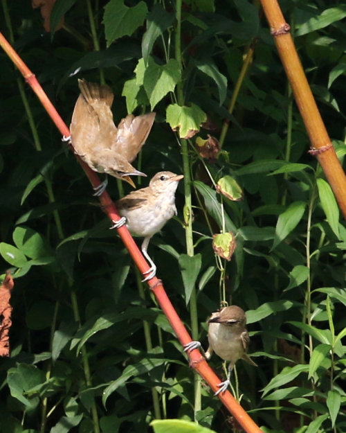 オオヨシキリの幼鳥_d0262476_4423446.jpg